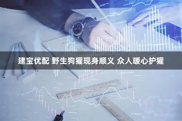 建宝优配 野生狗獾现身顺义 众人暖心护獾